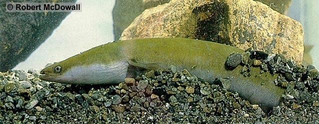 Short-finned eel httpsnaserusgsgovXIMAGESERVERX20052005103