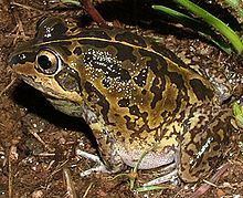 Short-footed frog httpsuploadwikimediaorgwikipediacommonsthu