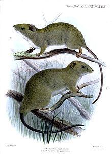 Short-footed Luzon tree rat httpsuploadwikimediaorgwikipediacommonsthu