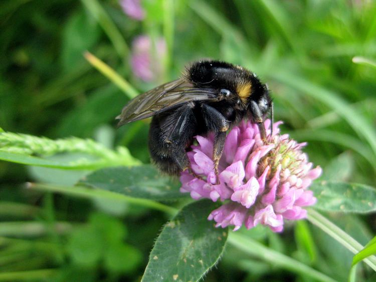 Short-haired bumblebee Shorthaired bumblebee reintroduction 2014 release today