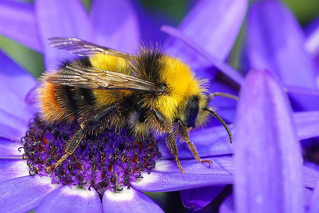 Short-haired bumblebee Extinct ShortHaired Bumblebees to be Brought Back to English