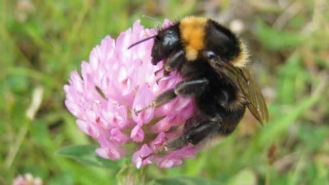 Short-haired bumblebee Shorthaired bumblebee numbers on the rise in the UK Environment