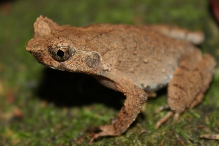 Short-legged horned toad httpsuploadwikimediaorgwikipediacommonsbb