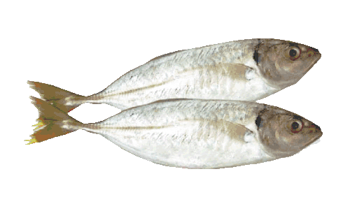 Short mackerel Mackerel fish facts and health benefits