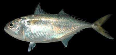 Short mackerel wwwkahakugojpresearchdbzoologyFishesofAnd