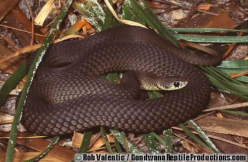 Short-nosed snake wwwarodcomauarodpicturessquamataelapidaeel
