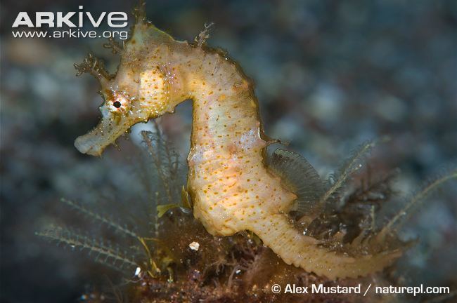 Short-snouted seahorse Shortsnouted seahorse videos photos and facts Hippocampus