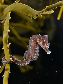 Short-snouted seahorse Shortsnouted seahorse Wikipedia