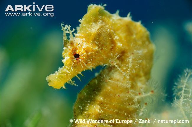 Short-snouted seahorse Shortsnouted seahorse photo Hippocampus hippocampus G123587