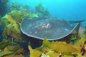Short-tail stingray Sting rays The mystery of the social sting rays
