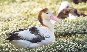 Short-tailed albatross Shorttailed Albatross Phoebastria albatrus NatureWorks