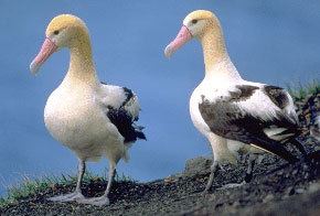 Short-tailed albatross Shorttailed Albatross