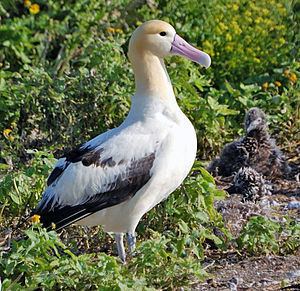 Short-tailed albatross httpsuploadwikimediaorgwikipediacommonsthu