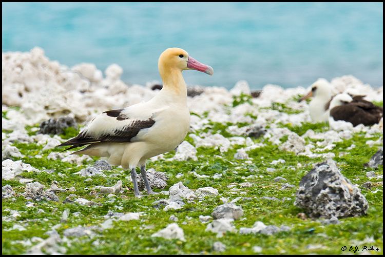 Short-tailed albatross Shorttailed Albatross Page