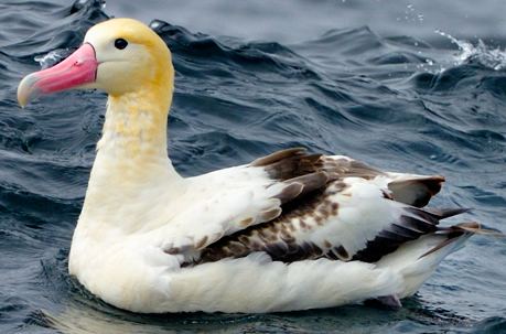 Short-tailed albatross Endangered Shorttailed Albatross Killed by Fishing Boat Off the