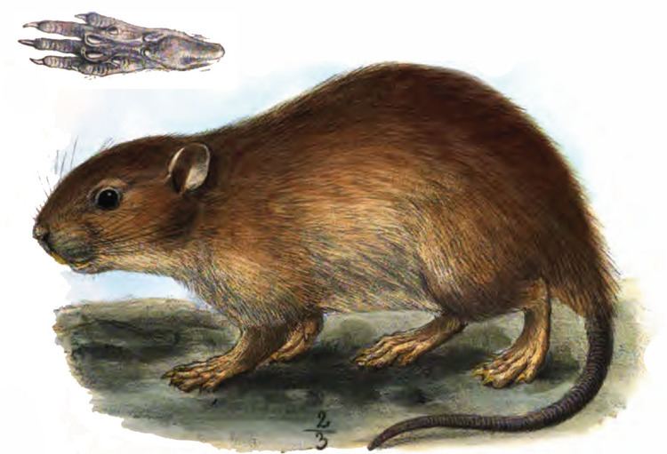 Short-tailed bandicoot rat