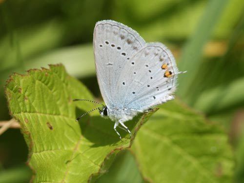 Short-tailed blue Everes argiades on euroButterflies by Matt Rowlings