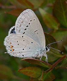 Short-tailed blue Shorttailed blue Wikipedia