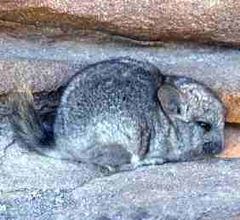 Short-tailed chinchilla httpsuploadwikimediaorgwikipediacommonsthu