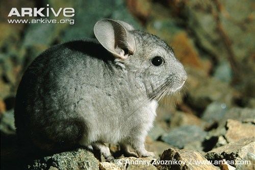 Short-tailed chinchilla LongTailed Chinchilla Mammal Red List of Endangered Species
