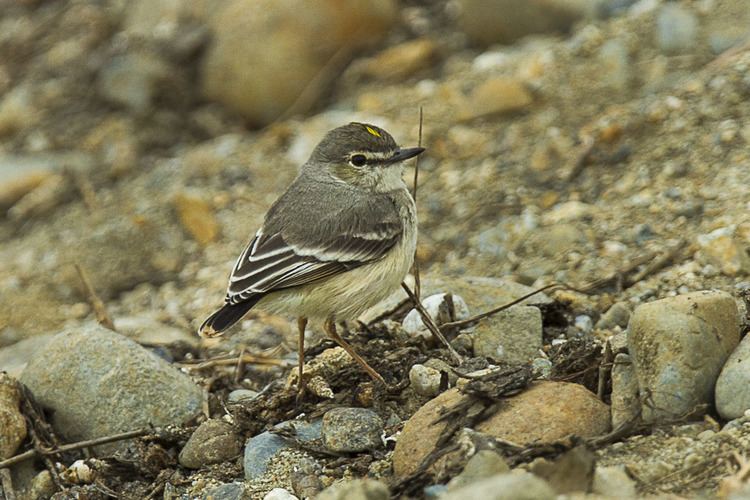 Short-tailed field tyrant httpsuploadwikimediaorgwikipediacommons11