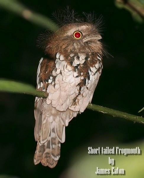 Short-tailed frogmouth Shorttailed Frogmouth BirdForum Opus