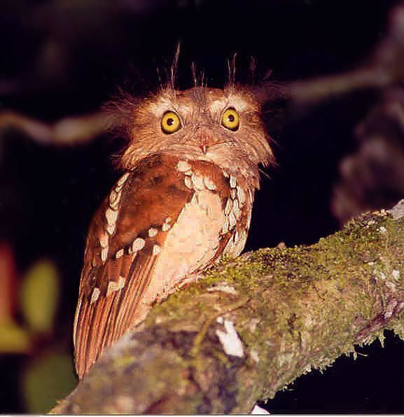 Short-tailed frogmouth Shorttailed Frogmouth Batrachostomus poliolophus videos photos