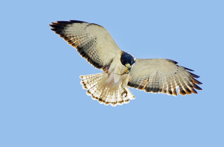 Short-tailed hawk Shorttailed Hawk Audubon Field Guide