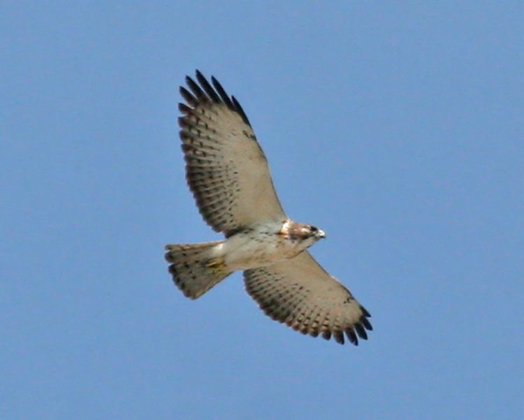 Short-tailed hawk Shorttailed Hawk photos Birdspix