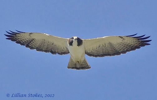 Short-tailed hawk STOKES BIRDING BLOG Shorttailed Hawk Yes