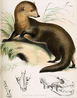 Short-tailed mongoose httpsuploadwikimediaorgwikipediacommonsthu