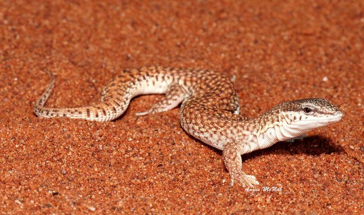 Short tailed monitor - Alchetron, The Free Social Encyclopedia