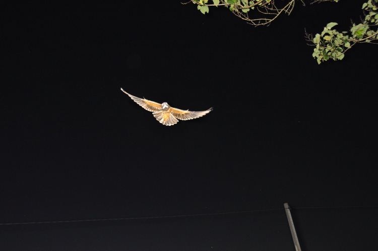 Short-tailed nighthawk SHORTTAILED NIGHTHAWK Lurocalis semitorquatus FAUNA PARAGUAY