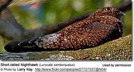 Short-tailed nighthawk Shorttailed Nighthawks Lurocalis semitorquatus