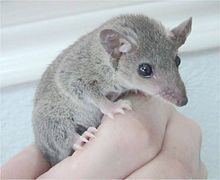 Short-tailed opossum httpsuploadwikimediaorgwikipediacommonsthu