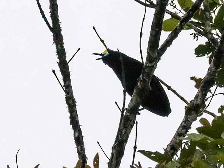 Short-tailed paradigalla Photos of Shorttailed Paradigalla Paradigalla brevicauda the