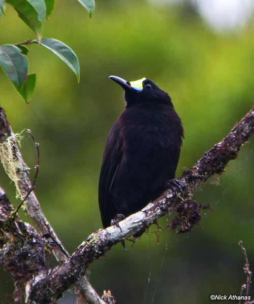 Short-tailed paradigalla antpittacom Photo Gallery Ethiopia August 2004