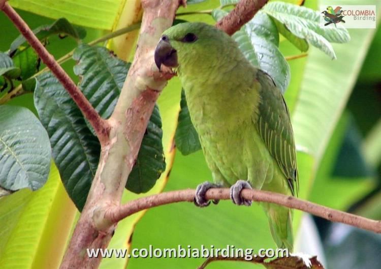 Short-tailed parrot Photos of Shorttailed Parrot Graydidascalus brachyurus the
