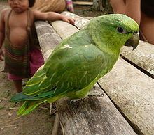 Short-tailed parrot httpsuploadwikimediaorgwikipediacommonsthu