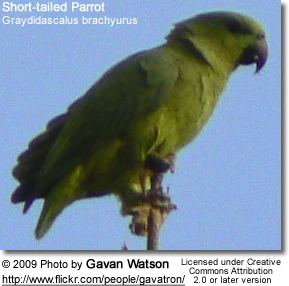 Short-tailed parrot Shorttailed Parrots or Sharptailed Parrots