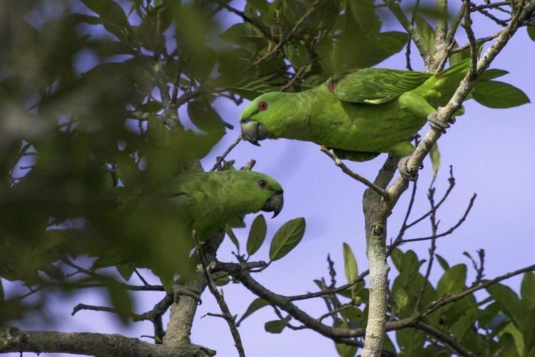 Short-tailed parrot Shorttailed Parrot Graydidascalus brachyurus videos photos and