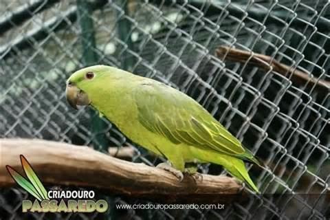 Short-tailed parrot More on Graydidascalus brachyurus Shorttailed Parrot