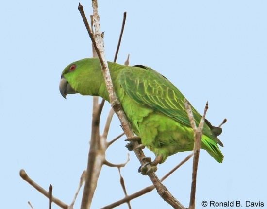 Short-tailed parrot Shorttailed Parrot BirdForum Opus