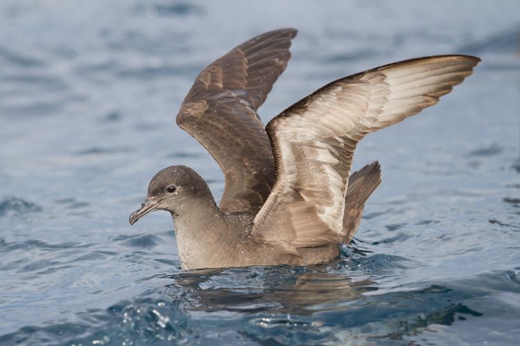 Short-tailed shearwater Shorttailed shearwater Wikipedia