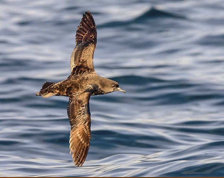 Short-tailed shearwater Shorttailed shearwater