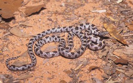 Short-tailed snake ShortTailedSnake
