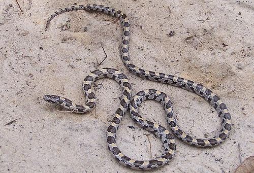 Short-tailed snake Short tailed snake Stilosoma extenuatum Hernando County