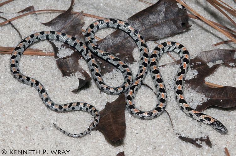 Short-tailed snake Lampropeltis extenuata Shorttailed Snake An adult male Flickr