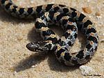 Short-tailed snake httpsuploadwikimediaorgwikipediacommonsthu