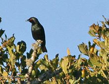 Short-tailed starling httpsuploadwikimediaorgwikipediacommonsthu